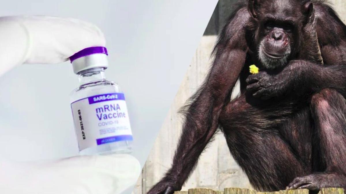 vaccinare_cimpanzei_campanie_facebook_11492200