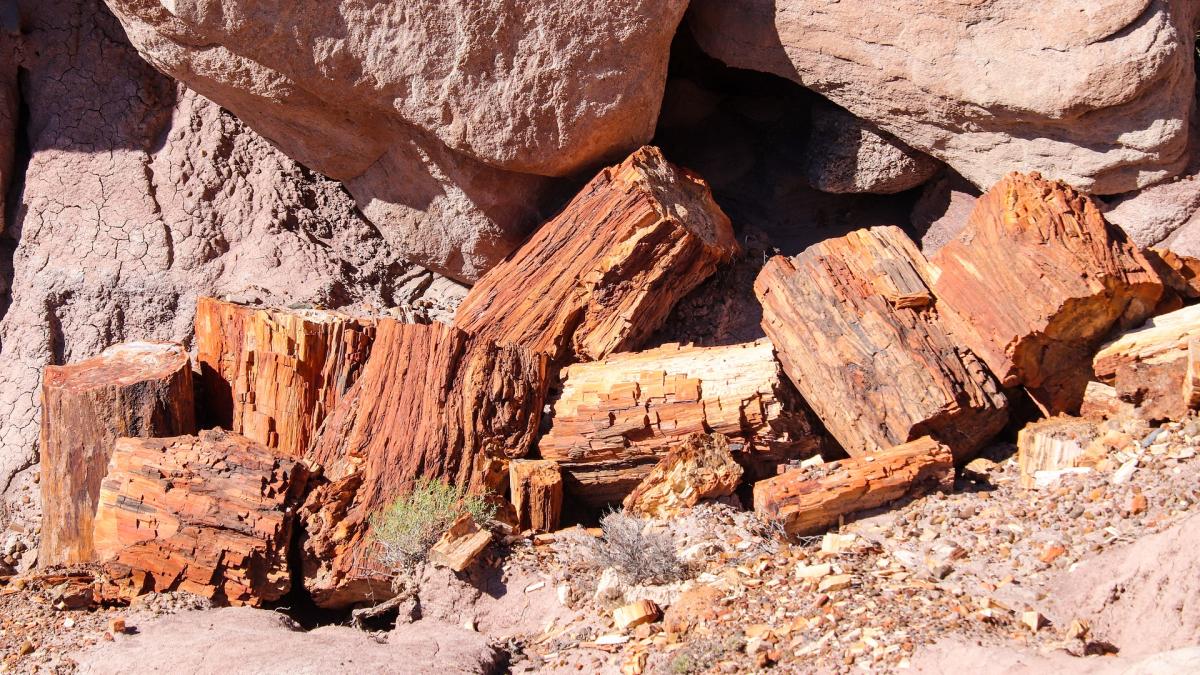 fosile-descoperite-canada-cele-mai-vechi-animale-de-pe-terra_94563300