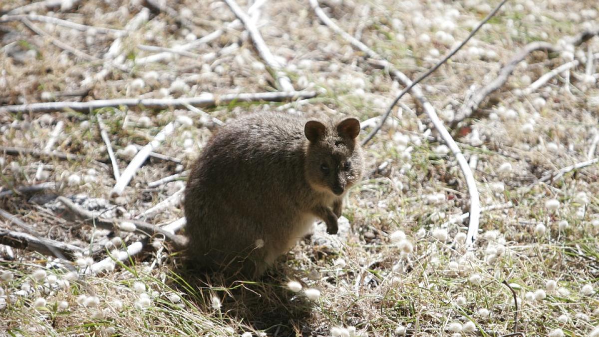 quokka-fumeaza_64869300