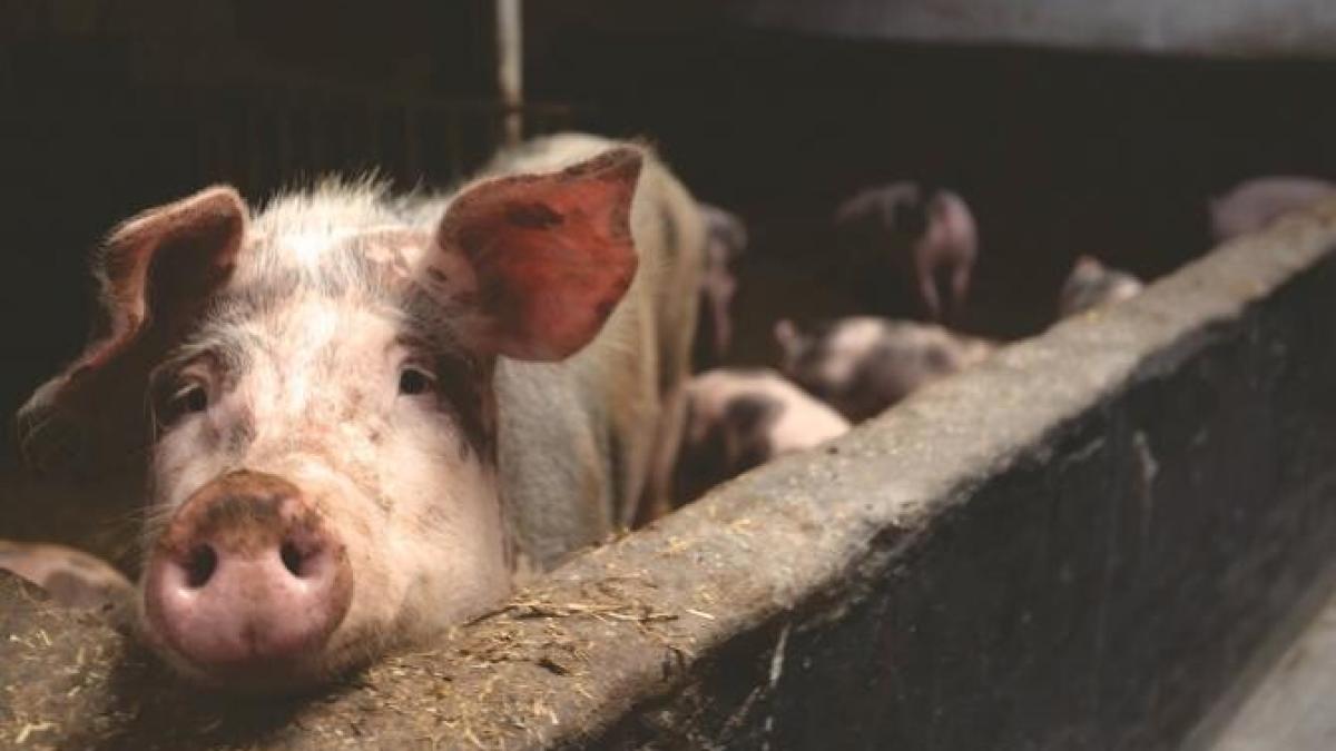 pesta-porcina_60397700