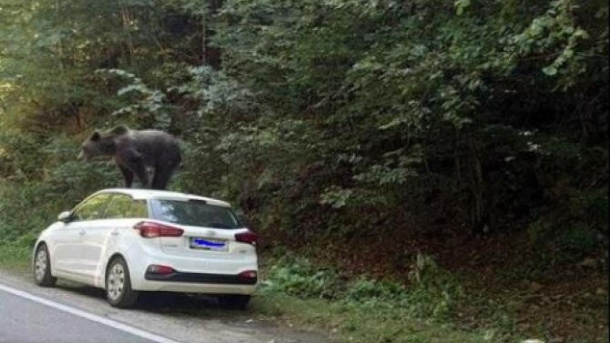 urs-pe-masina_68276700