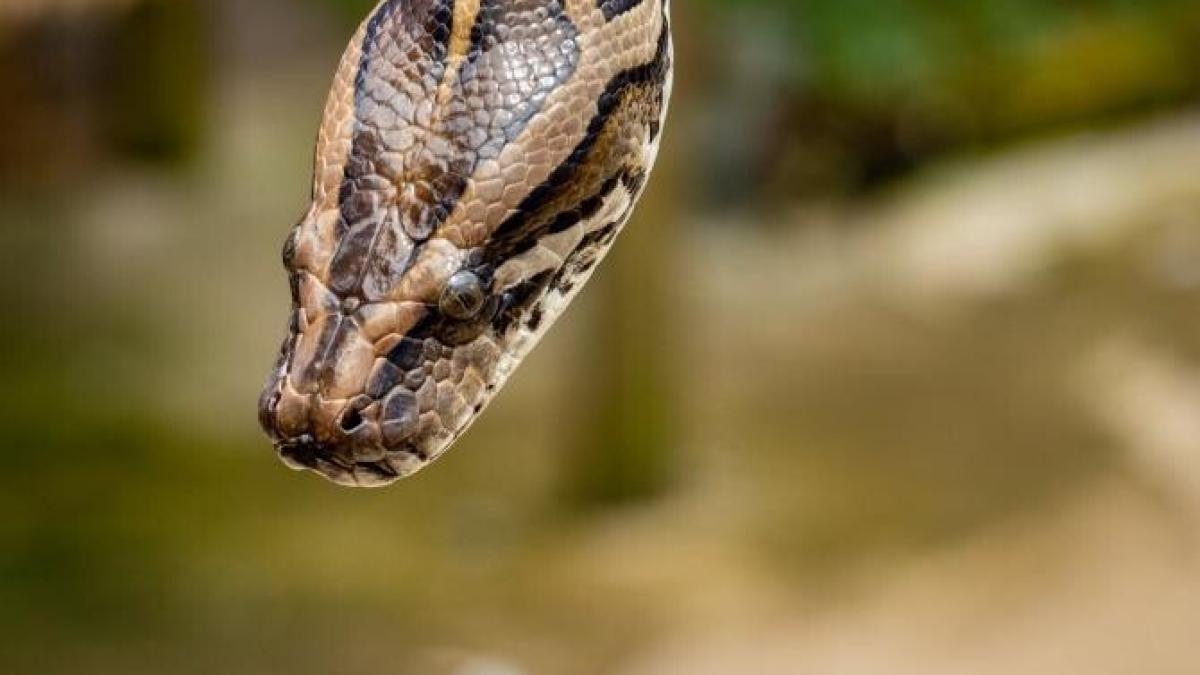 piton-australia_49495600