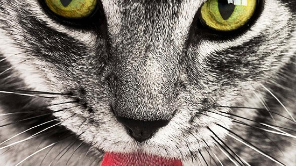 pisica-si-a-salvat-stapanul_22647700