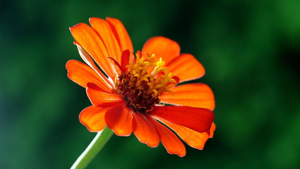 floare-spatiu-pixabay_78433400