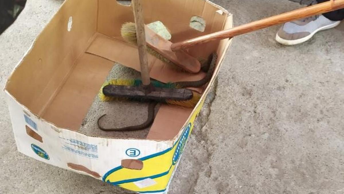 sprc-ccprc-a6arpe-descoperit-peste-laprc-ccprc-86ditprc-ccprc-a6ele-cu-rosprc-ccprc-a6ii-dintr-un-supermarket-la-bicaz-chei_65537500