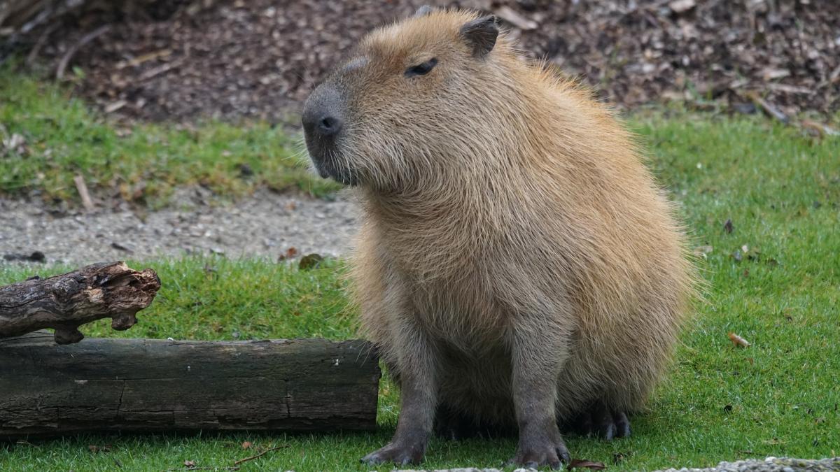 capibara-au-invadat-capitala-argentinei_95533200