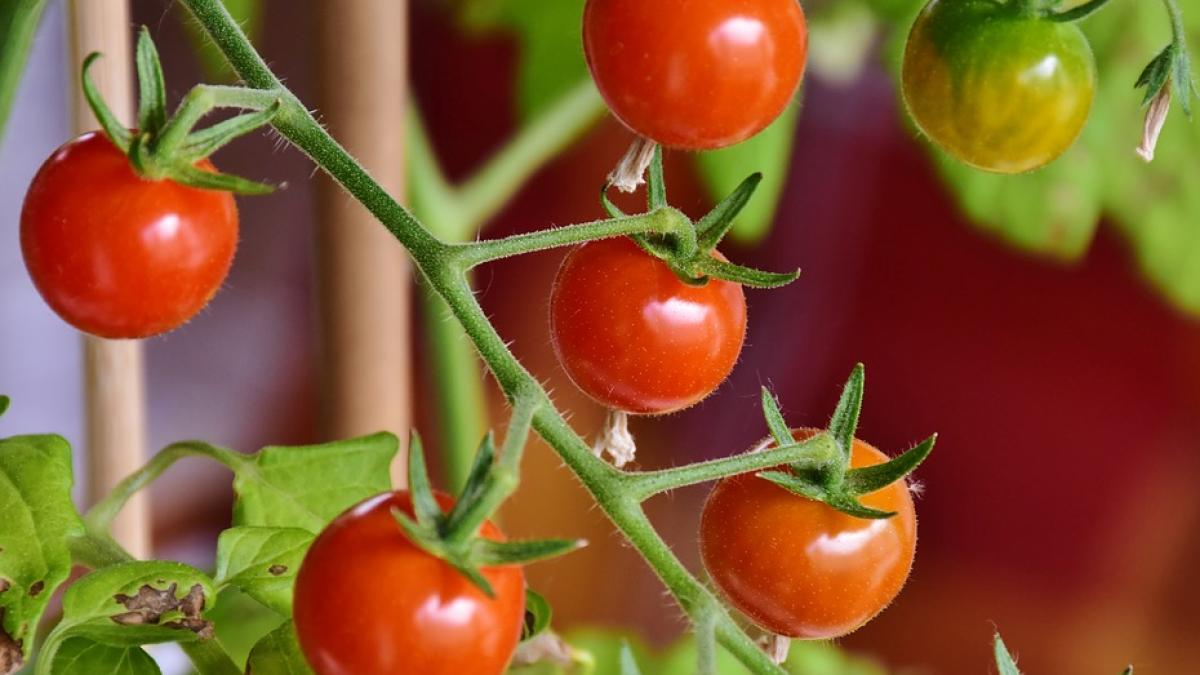 pasta-de-tomate_89163900