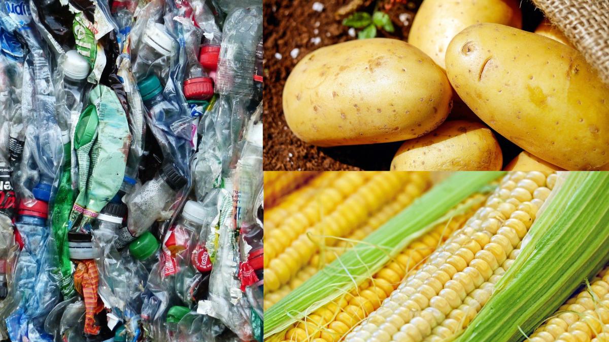 plasticul--inlocuit-de-porumb-si-cartofi--cum-e-posibil--tanczos-barna--anunt-in-direct_-deja-se-fabrica-si-in-romania_97215500