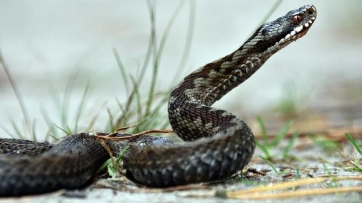 veninul-de-sprc-ccprc-a6arpe-actprc-ccprc-a7ioneazaprc-ccprc-86-iprc-ccprc-82mpotriva-covid-19--ce-au-descoperit_43646000