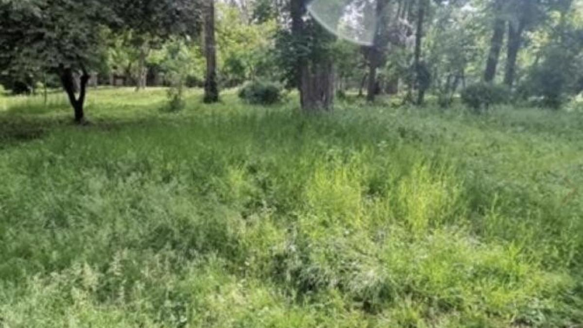 parcuri-bucuresti-nicusor-dan-sef-schimbare_70426600