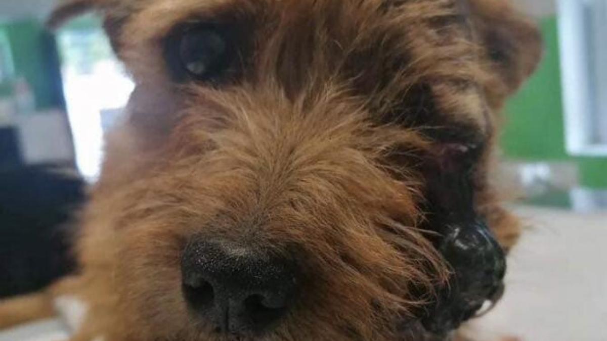 catelusa-star--salvata-de-casa-lui-patrocle_40227000