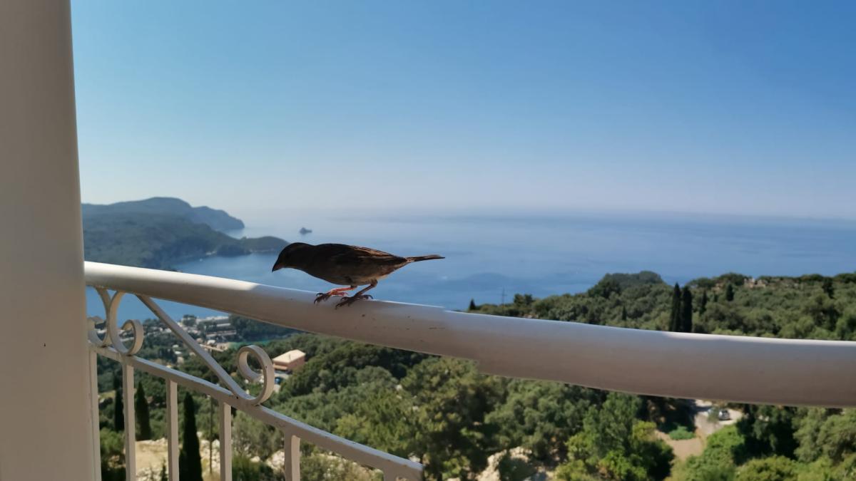 lakones-cafenea_38587700