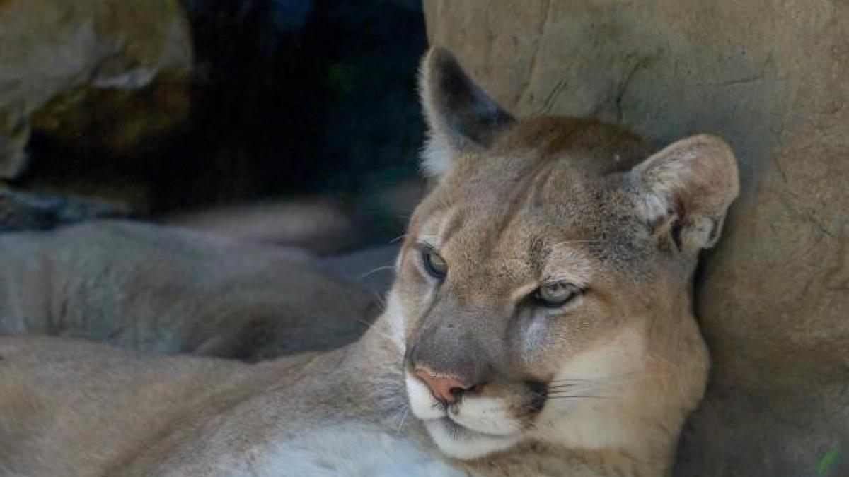 puma-atac-california_02480600