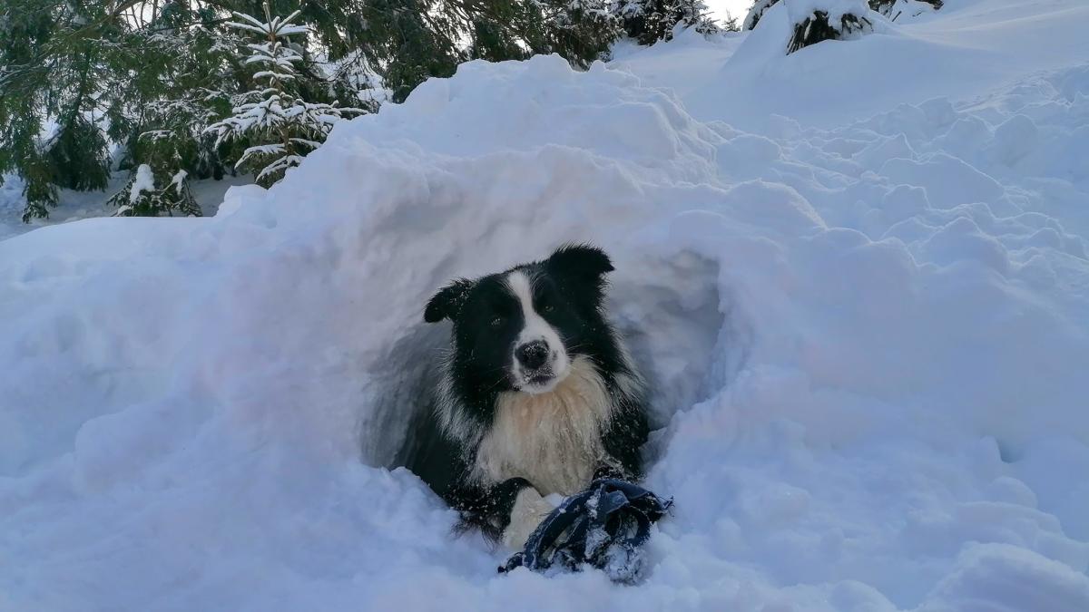 carp-caine-salvamont-prahova_11494800