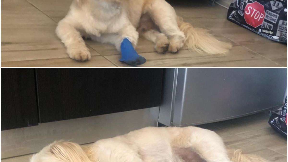 iuni_arista_07750700