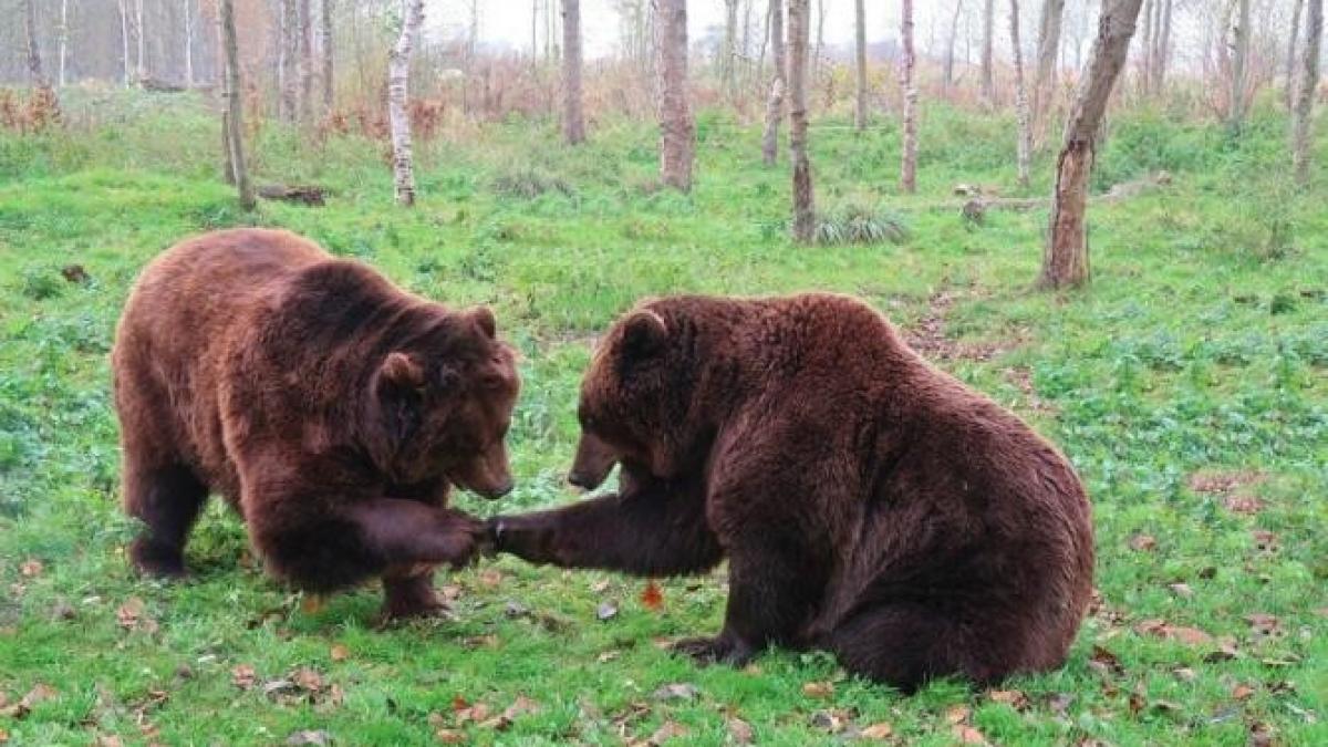 sprc-ccprc-a6ase-milioane-de-euro-pentru-ursprc-ccprc-a6ii-din-romaprc-ccprc-82nia--gusprc-ccprc-a6aprc-ccprc-86_96234000