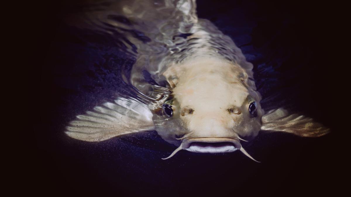 somnul-african-in-dunare-deak_62723000