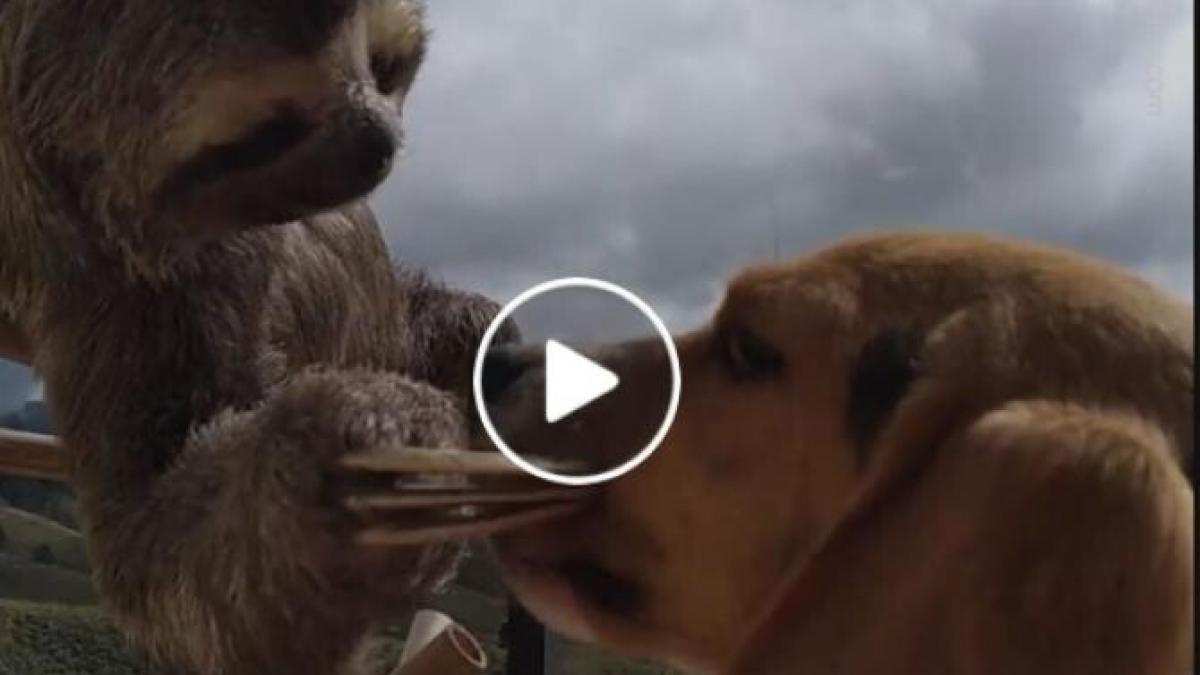 un-caine-beagle-si-un-lenes-au-legat-o-prietenie-virala--imaginile-care-au-induiosat-internetul_44870600