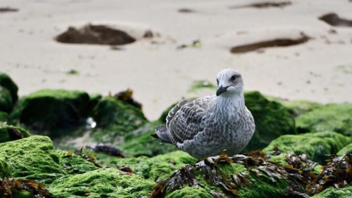 13-000-de-tone-de-alge-au-fost-straprc-ccprc-82nse-iprc-ccprc-82n-acest-sezon-de-pe-plajele_06314300