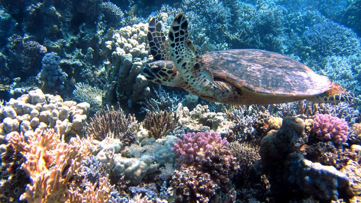 corali-marea-rosie_67042100