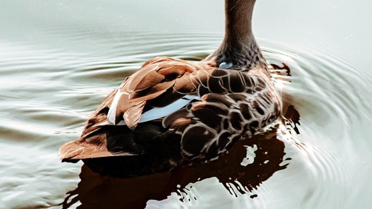 rata-injura-inregistrare_15087800