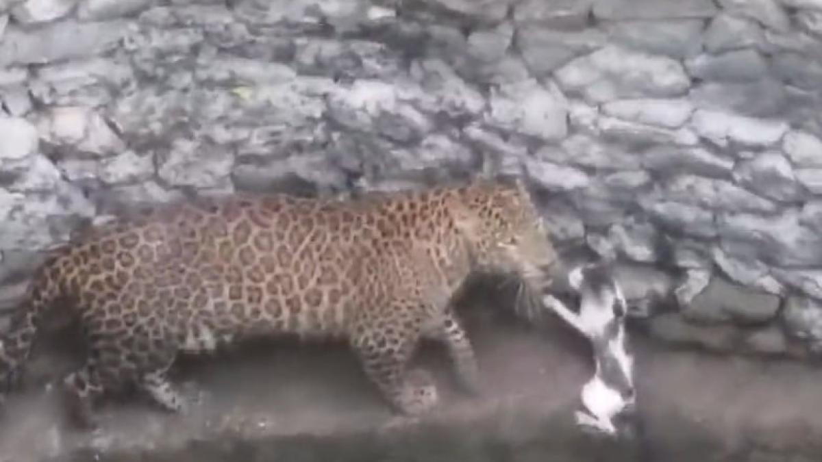 leopard-pisica_98921200