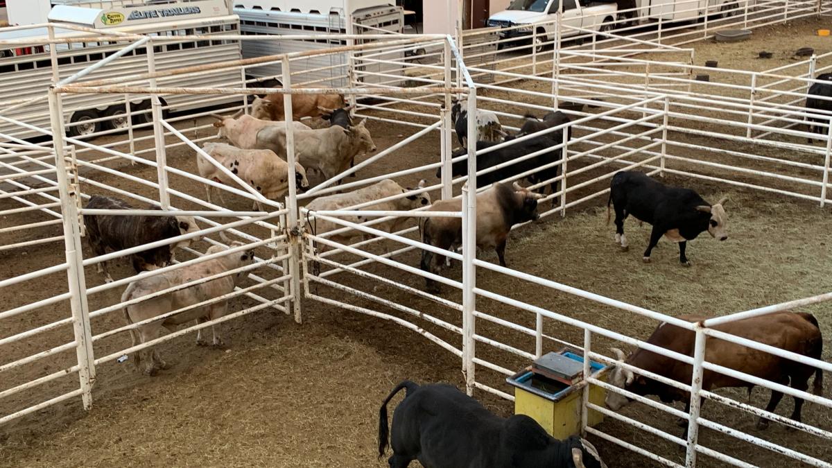 care-este-diferenta-dintre-un-bou-si-un-taur_88475500