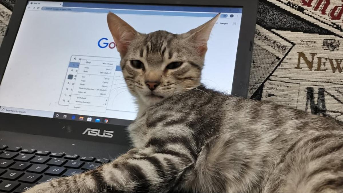 pisica-stresata-pandemie_71788900