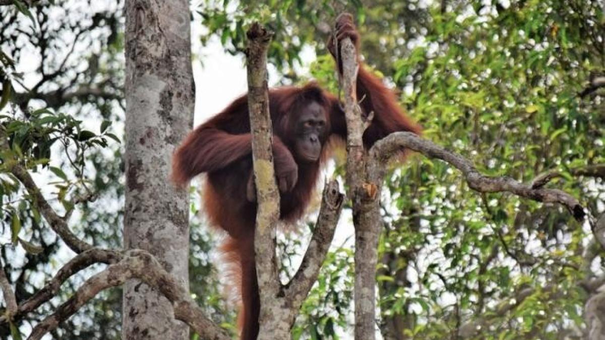 zeci-de-urangutani-de-borneo--testatprc-ccprc-a7i-pentru-coronavirus_03227700