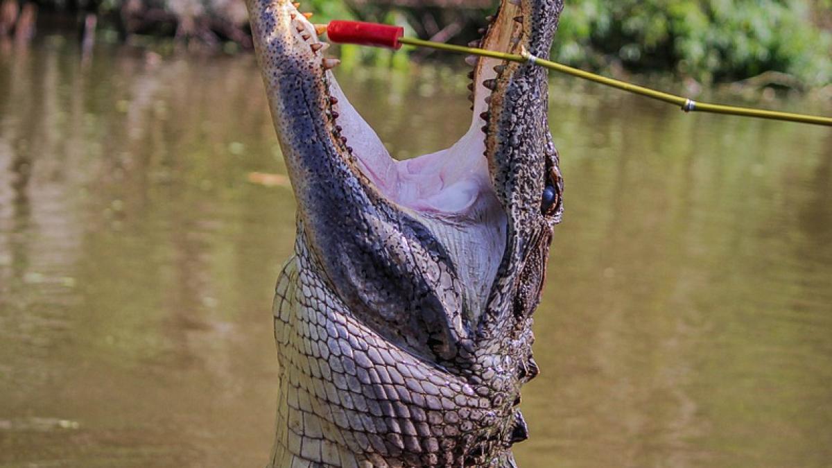 aligator-artefact_27704100