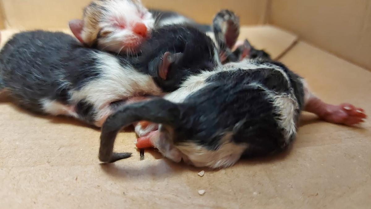 pisica-capitala1_32226100