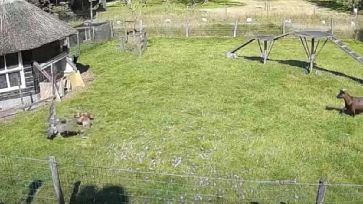 o-capra-si-un-cocos-au-salvat-o-gaina-de-atacul-unui-uliu_89490100