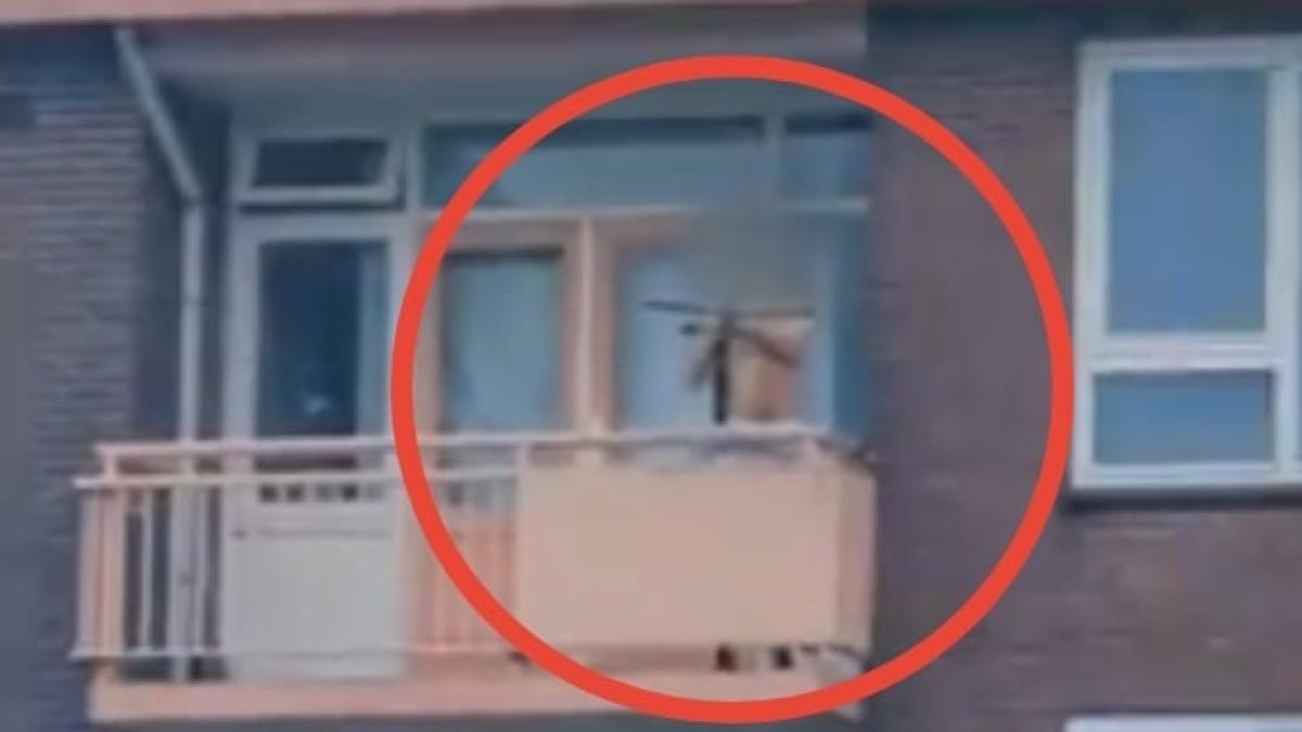 barbat-arbaleta_82306400