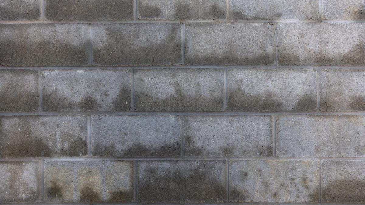 mucegai-unspalsh_22286700