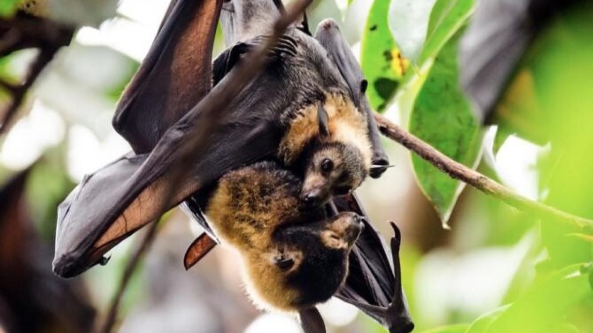 vor-saprc-ccprc-86-afle-cum-a-apaprc-ccprc-86rut-covid-19--cercetaprc-ccprc-86torii-colecteazaprc-ccprc-86-probe-de-la-lilieci_47268200