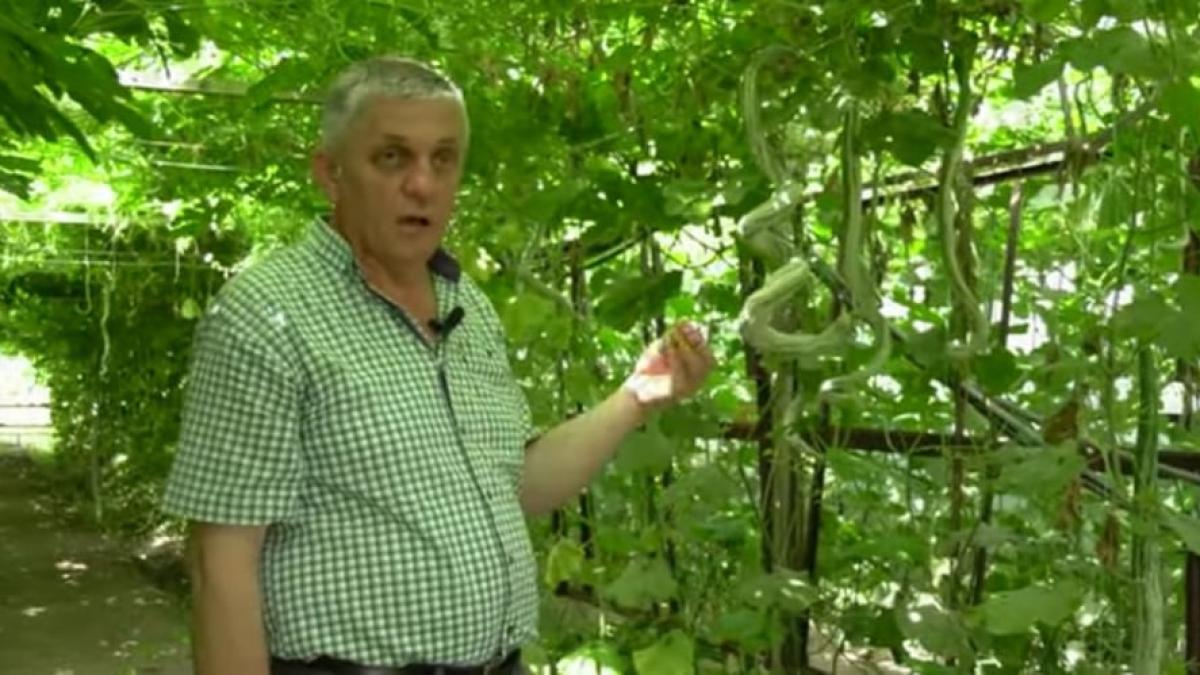 dovleac-sarpe-buzau_91860000