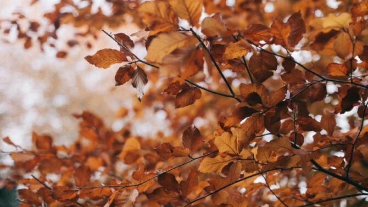 vreme_septembrie_pe_regiuni_foto_pexels_60970200