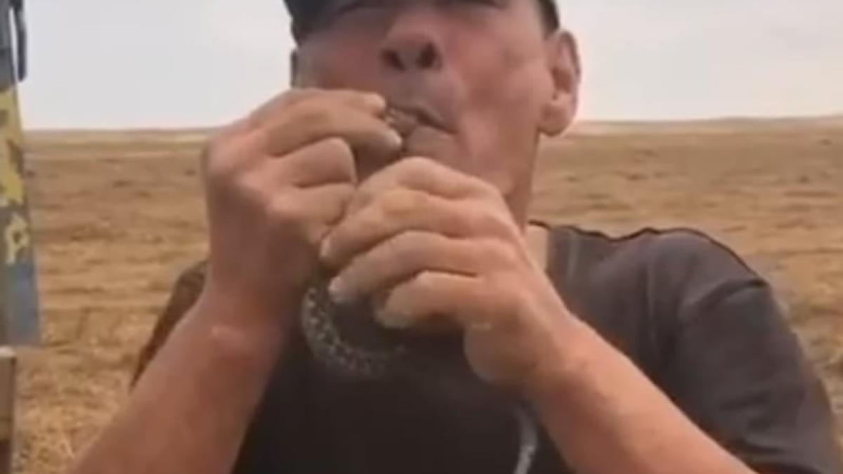 fermier-rusi-vipera_66035400