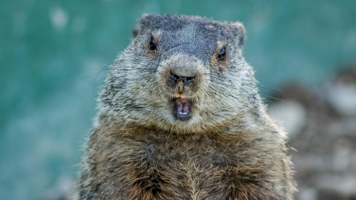 harciog-inchisoare_49572100