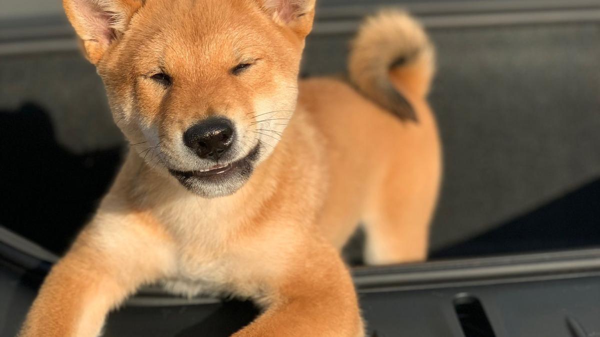 elon-musk-dogecoin_78263800