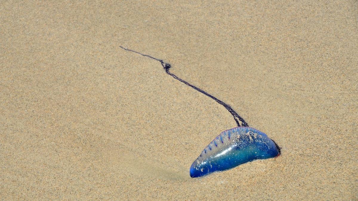 galera_portugheza_pxb_64611000