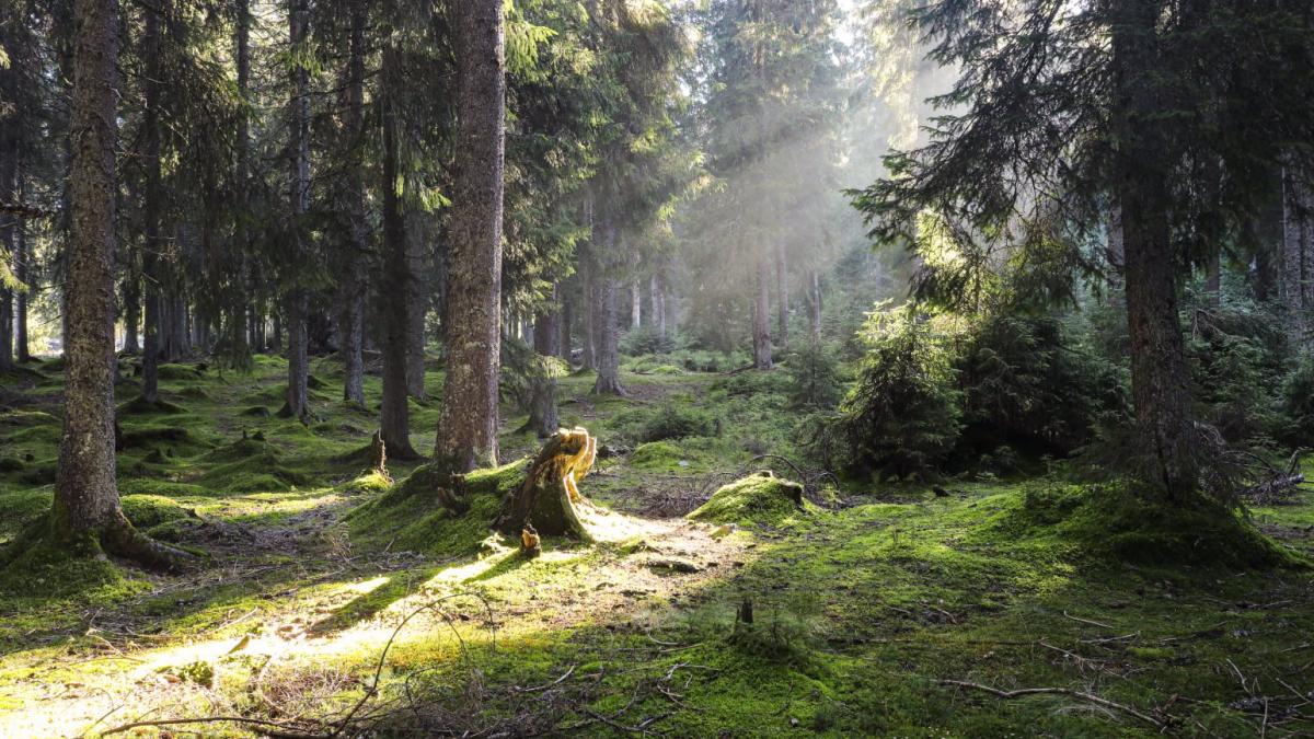 romsilva-padure-strategie-forestier_70542700