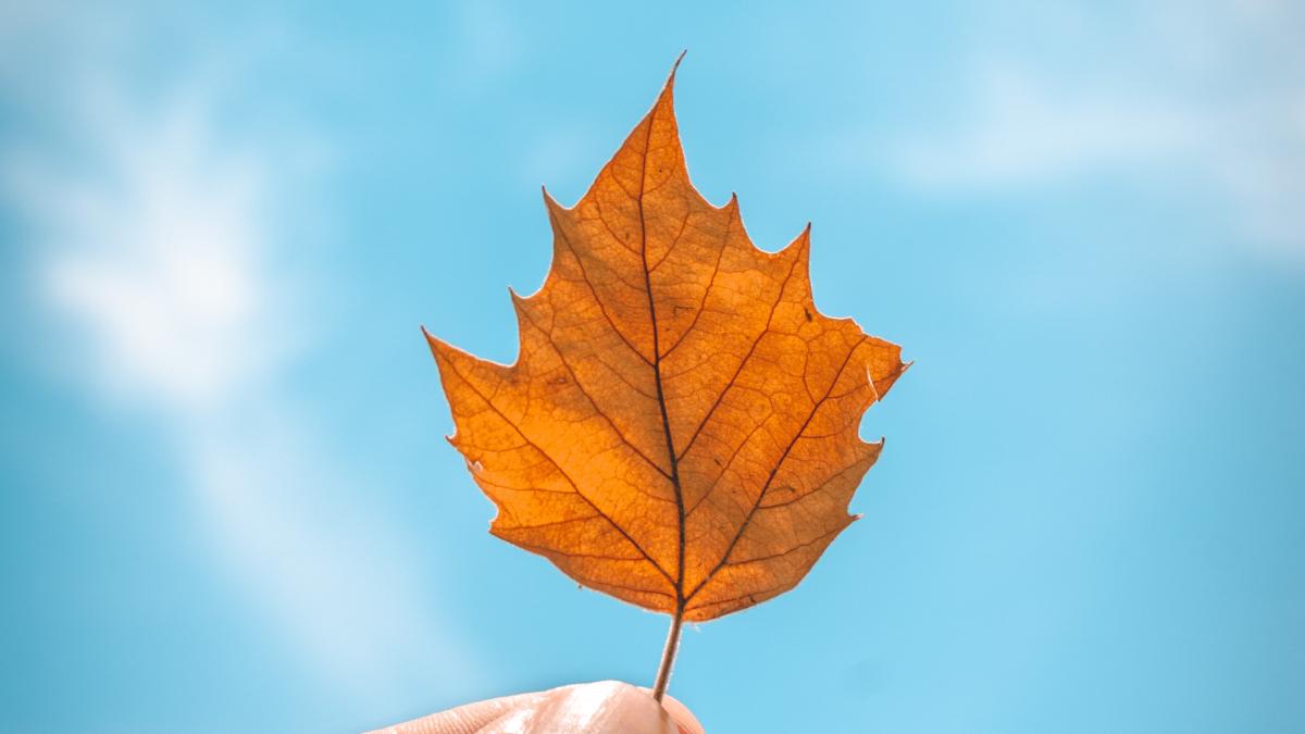 frunza-uscata-pexels-matt-bignon-2682103_25138100