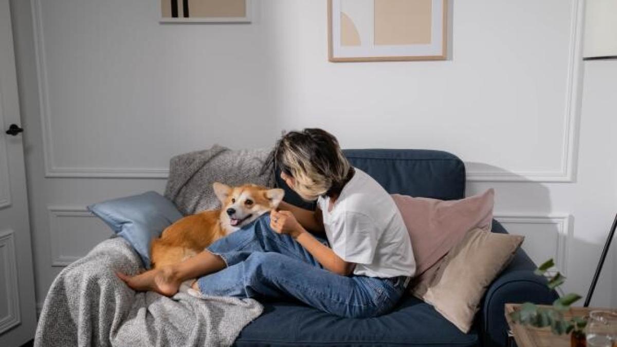 caine-criza-epilepsie_06194000