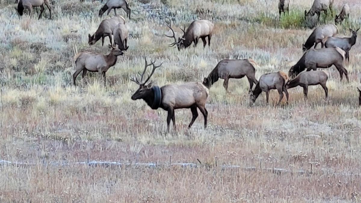 elan-cauciuc-2_04291500