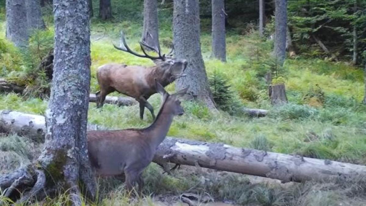 imagini-spectaculoase-cu-prc-e2prc-80prc-9cbocanitul-cerbilorprc-e2prc-80prc-9d-in-apuseni-ritualul-de-o-frumusete-aparte_35807300