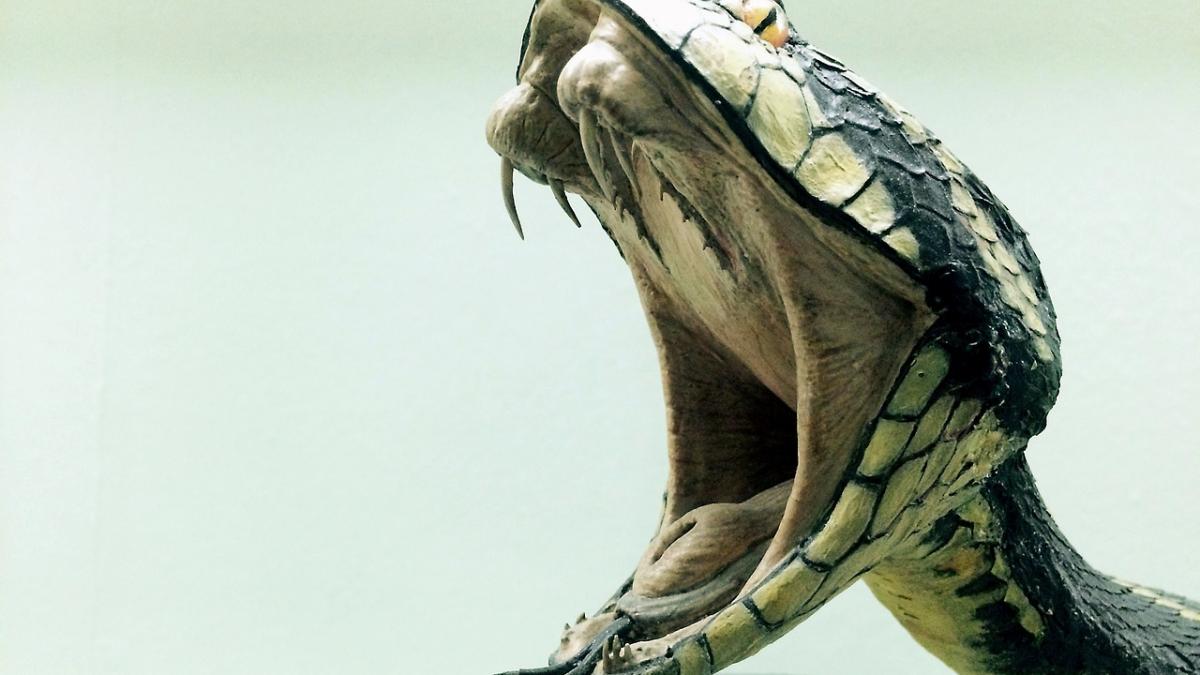 barbat_ucis_sotie_cobra_71031800