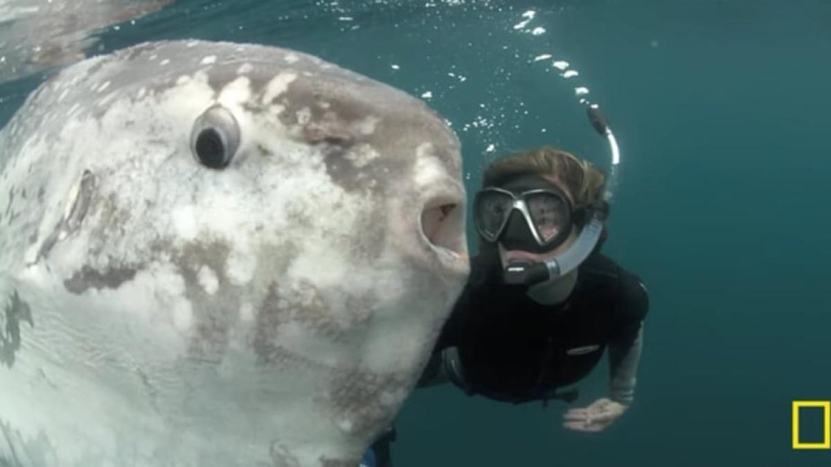 pestele-luna_47409600