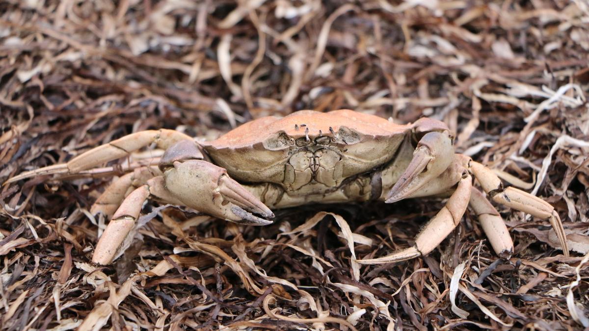 crab-gd217f2d86_1920_28228200