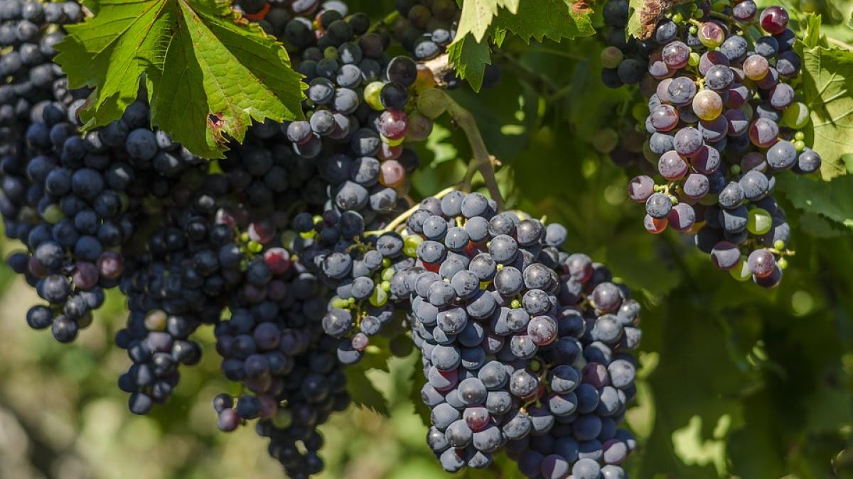 cei-mai-buni-struguri-pentru-vinul-rosu--top-3-soiuri_38608800